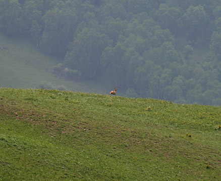 Wild deer, Beijing Hikers Bashang Grasslands Trip, June 18-20, 2010