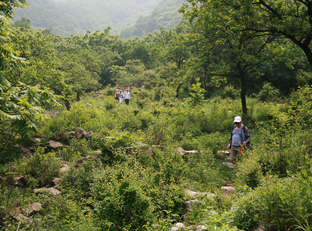Trees and weeds, Beijing Hikers Great Flood hike, 2010-06-06