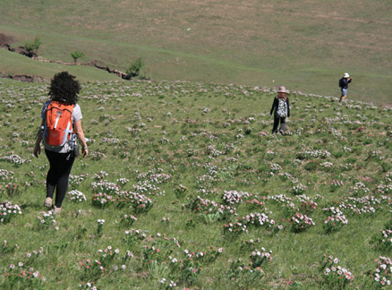 Grass and flowers, Beijing Hikers Bashang Grasslands Trip, June 18-20, 2010