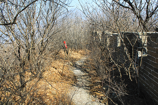 This part of the wall is very overgrown with trees - Chinese Knot Great Wall, 2018/03/10