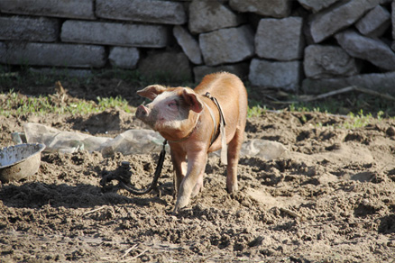 their pigs to roam freely, Beijing Hikers BashangGrasslands, June17, 2011
