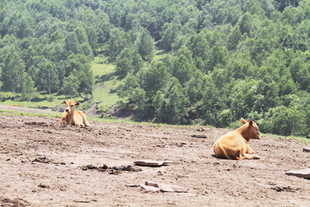 The cattle, Beijing Hikers Bashang,June,2012