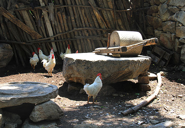 Roosters, Beijing Hikers The Great Flood hike 2013/07/28