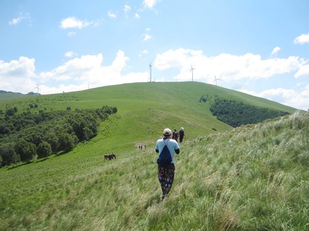 Taller grass up higher, with a wind farm in the distance -  Bashang Grasslands trip, 2014/7