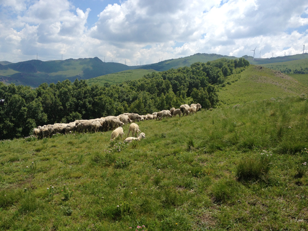 Sheep grazing on a ridgeline - Bashang Grasslands trip, 2014/06
