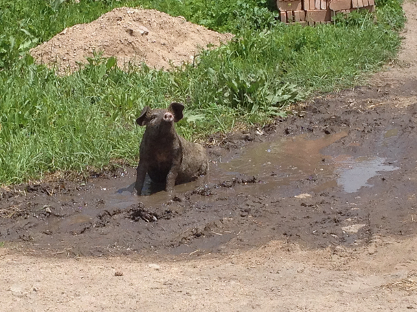 The little pig was loving its mudbath - Bashang Grasslands trip, 2014/06