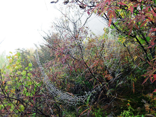 A spider web capturing the dew - Camping at the Gubeikou Great Wall, 2015/10