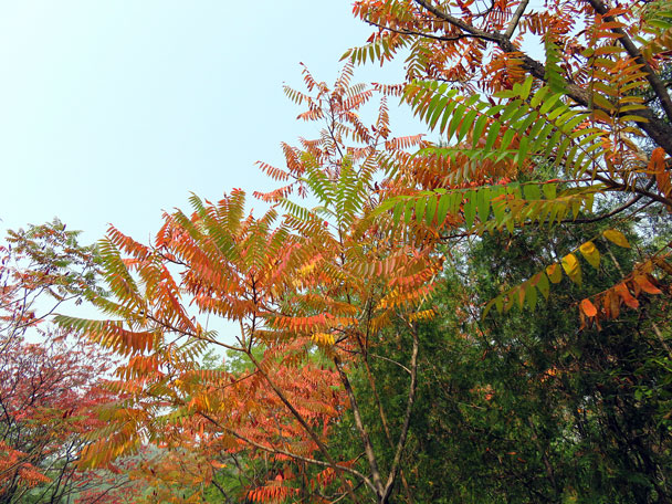 Red and yellow leaves signal autumn - Camping at the Gubeikou Great Wall, 2015/10