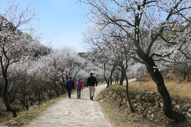 We hiked up to the wall, following a path that passed wild apricot trees in bloom - Stone Valley Great Wall Loop, 2016/4/16