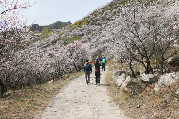 It was just the right time to see the blossoms – a few weeks later they’d all be gone - Stone Valley Great Wall Loop, 2016/4/16