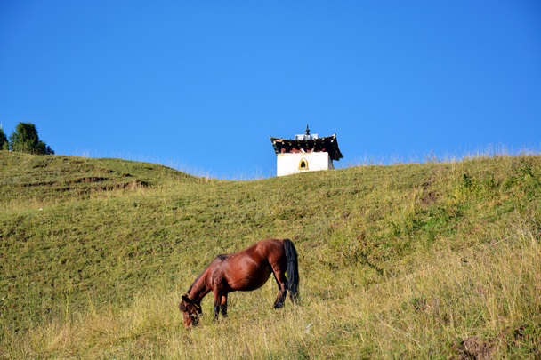 Horse on the hill - Xiahe, Labrang Monastery, and the Zhagana area in southern Gansu, September 2016
