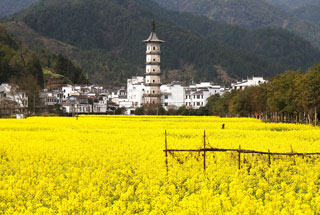  Wuyuan ‘Fields of Flowers’, Jiangxi Province, 2019/03/14-16