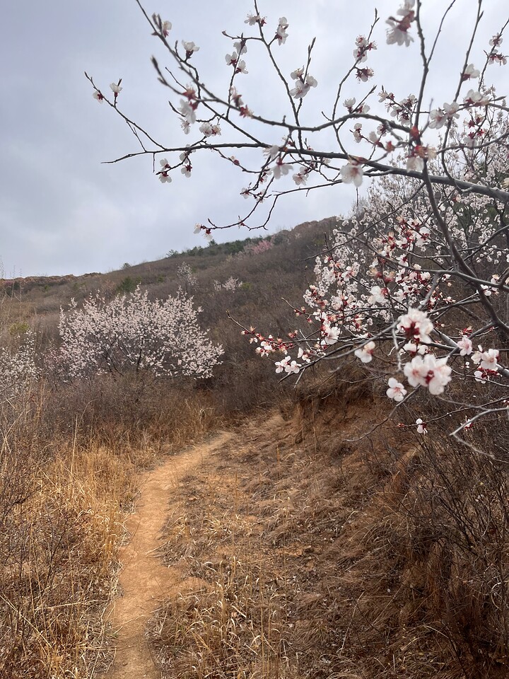 Yanqing Great Wall and Hengling Village, 2023/04/22 photo #19