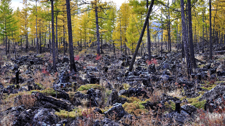 A forest growing in a lava bed