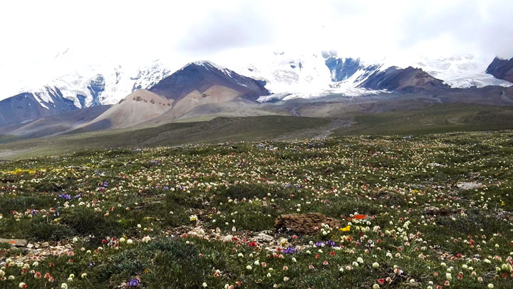 Wild flowers in the grasslands below the peaks of Amne Machin Snow Mountain