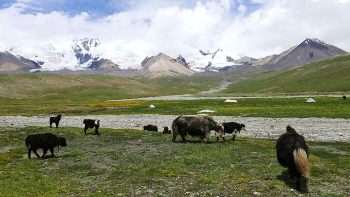 Yaks on high altitude meadows