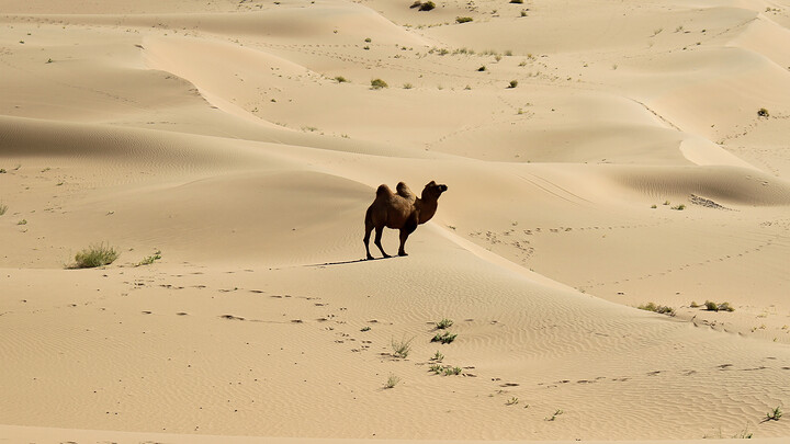 A wild camel