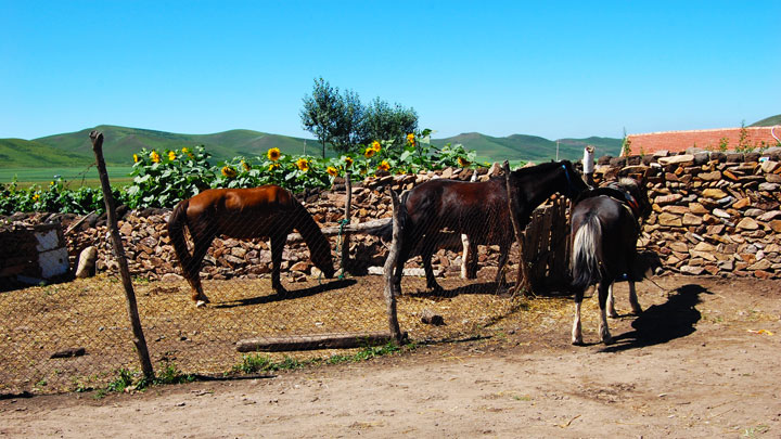 Horses near a village
