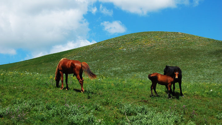 Horses in the hills
