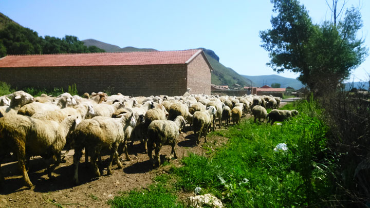 Sheep near a village