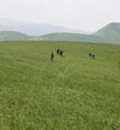Hikers walking through grasslands