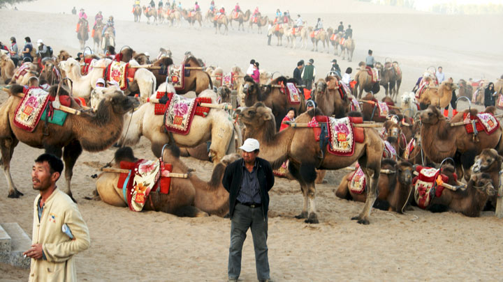 Camels at Crescent Lake, Dunhuang