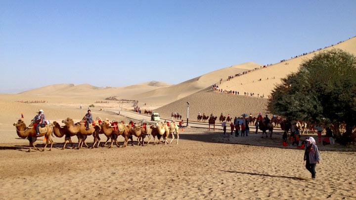 Camels at Crescent Lake, Dunhuang