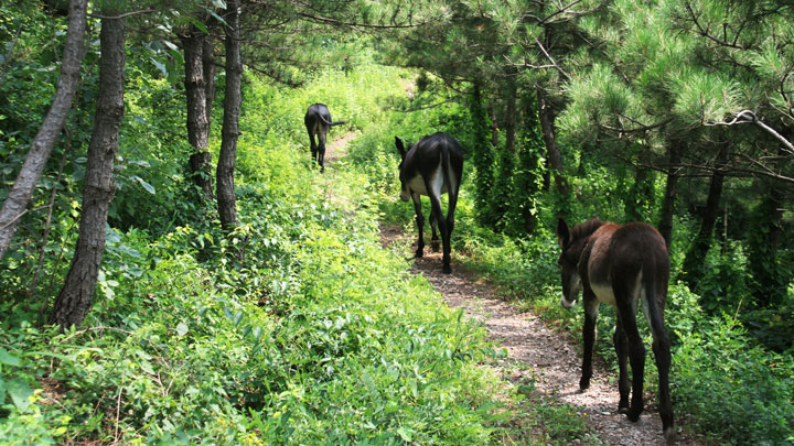 Donkeys on the trail
