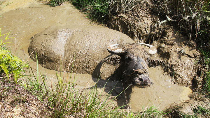 A water buffalo near the tulou guesthouse