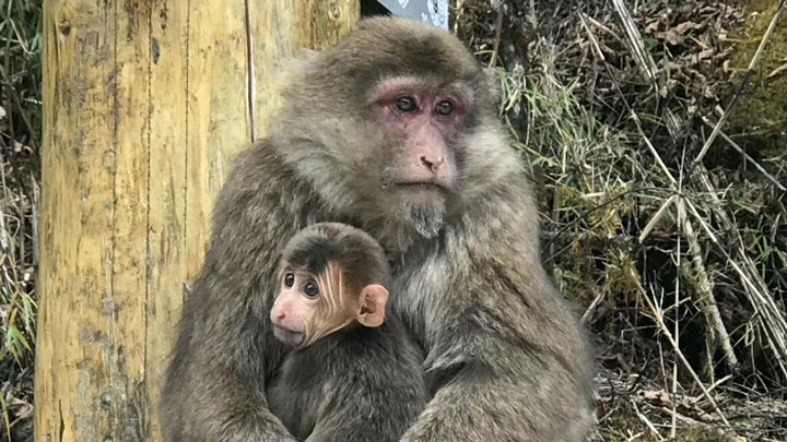 Monkeys in Hailuo Valley