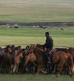 Herdsman and horses