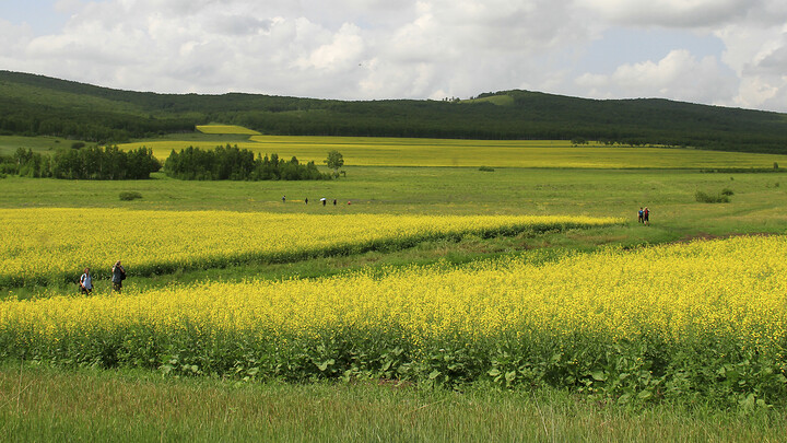 Fields of yellow rapeseed flowers