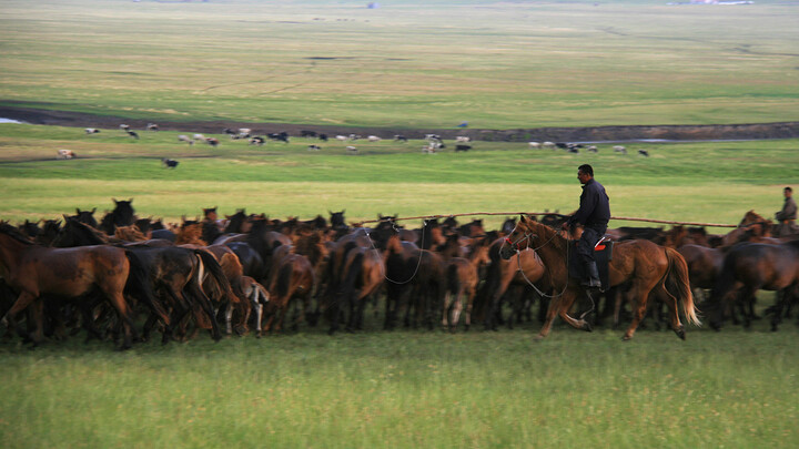 Herding horses on the grasslands