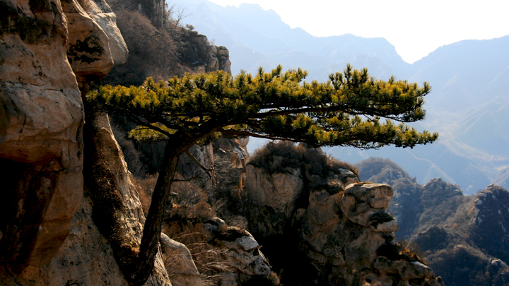A pine tree clings to a cliff in the mountains above Immortal Valley