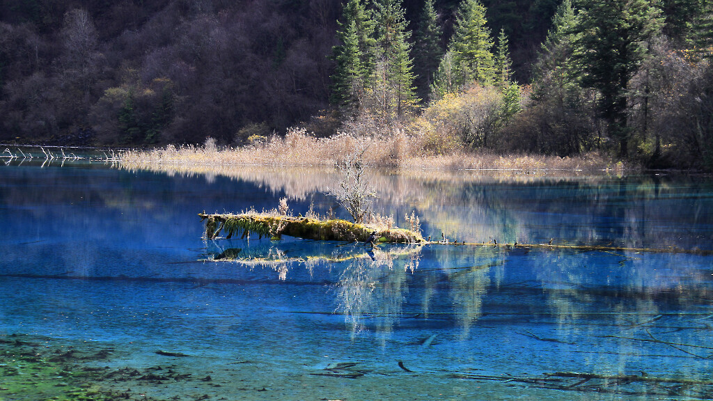 Jiuzhaigou and Huanglong, Sichuan Province | A mossy log in Five-Flowers Lake at Jiuzhaigou