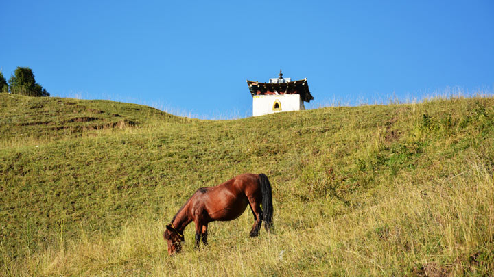 A horse in the hills near Langmusi