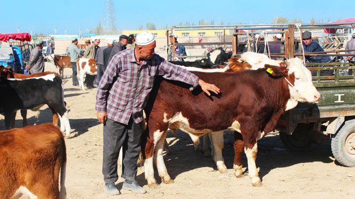 At the livestock market in Kashgar