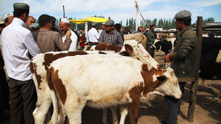 At the livestock market in Kashgar