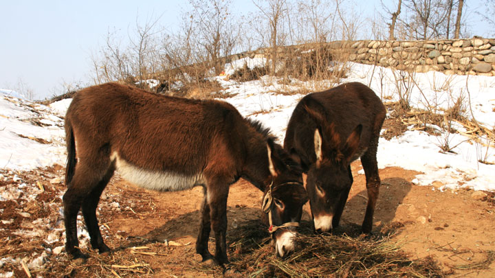 Donkeys near one of the villages