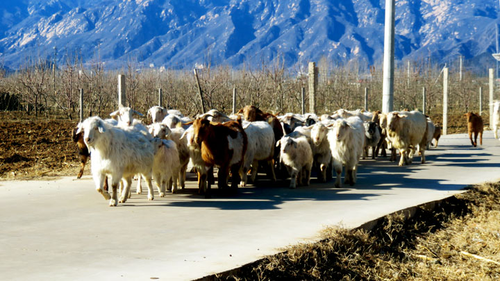 A herd of sheep near one of the villages