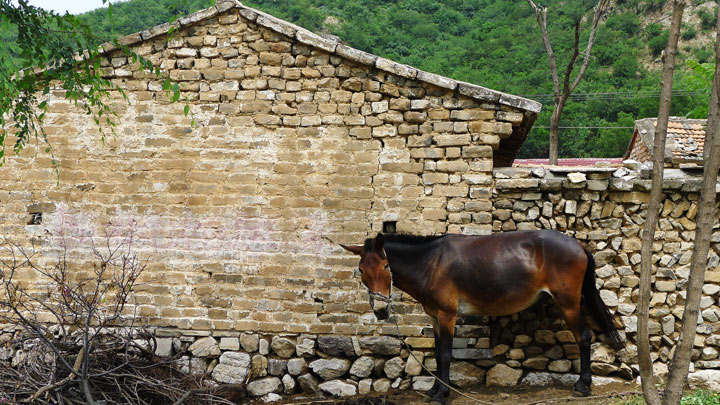 A donkey in the village