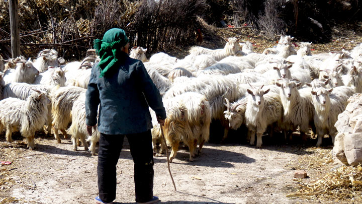 Herding the goats through Shuitou Village