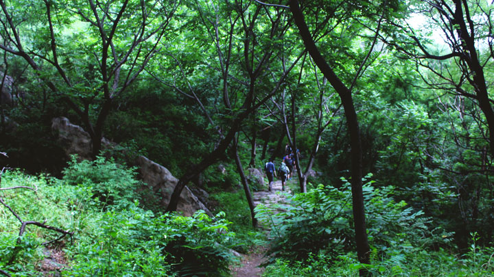 The old pilgrim trail goes through a forested valley