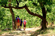 Walking trails through chestnut orchards
