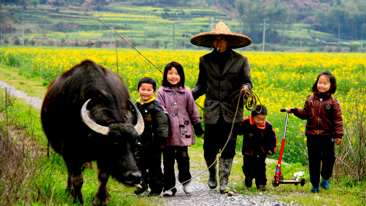 A farmer and family walking home with their water buffalo