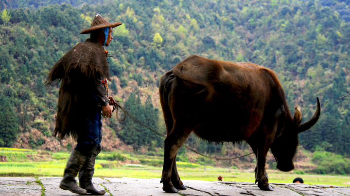 Working the fields with a water buffalo