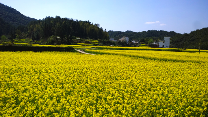 Fields of flowers surround a village in Wuyuan