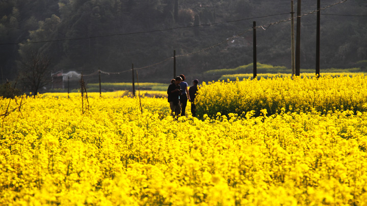 Fields of flowers in full bloom