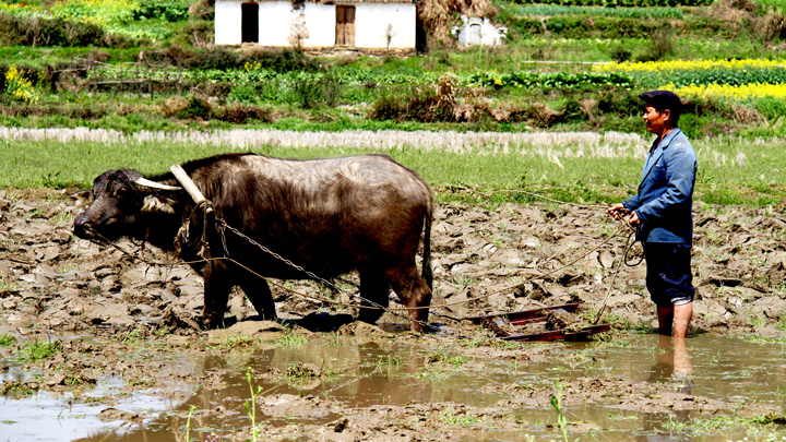 A water buffalo at work in the fields