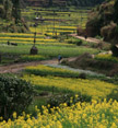 Wuyuan fields of flowers